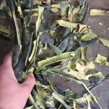 冬瓜皮