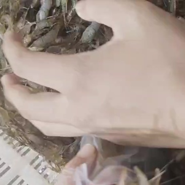 河虾大量有货，每天新鲜上货，非常漂亮便宜好吃