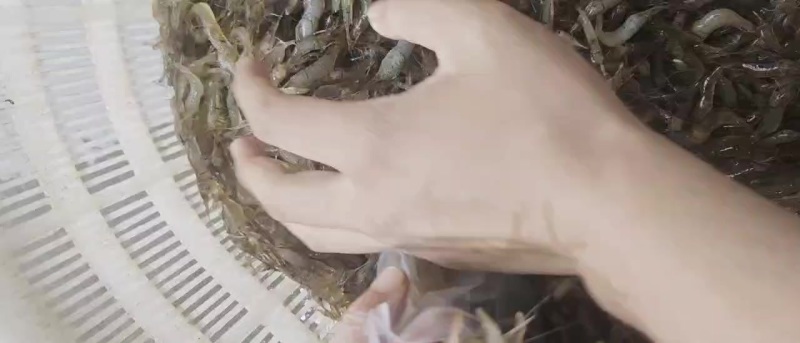河虾大量有货，每天新鲜上货，非常漂亮便宜好吃