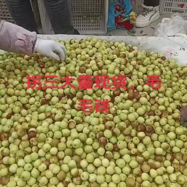 沾化冬枣
