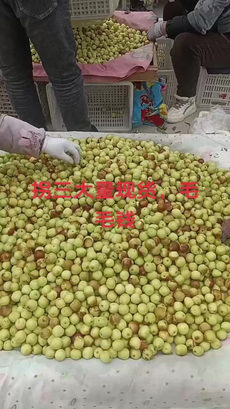 沾化冬枣