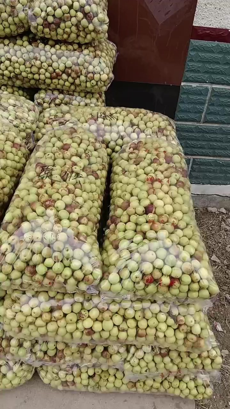 沾化冬枣