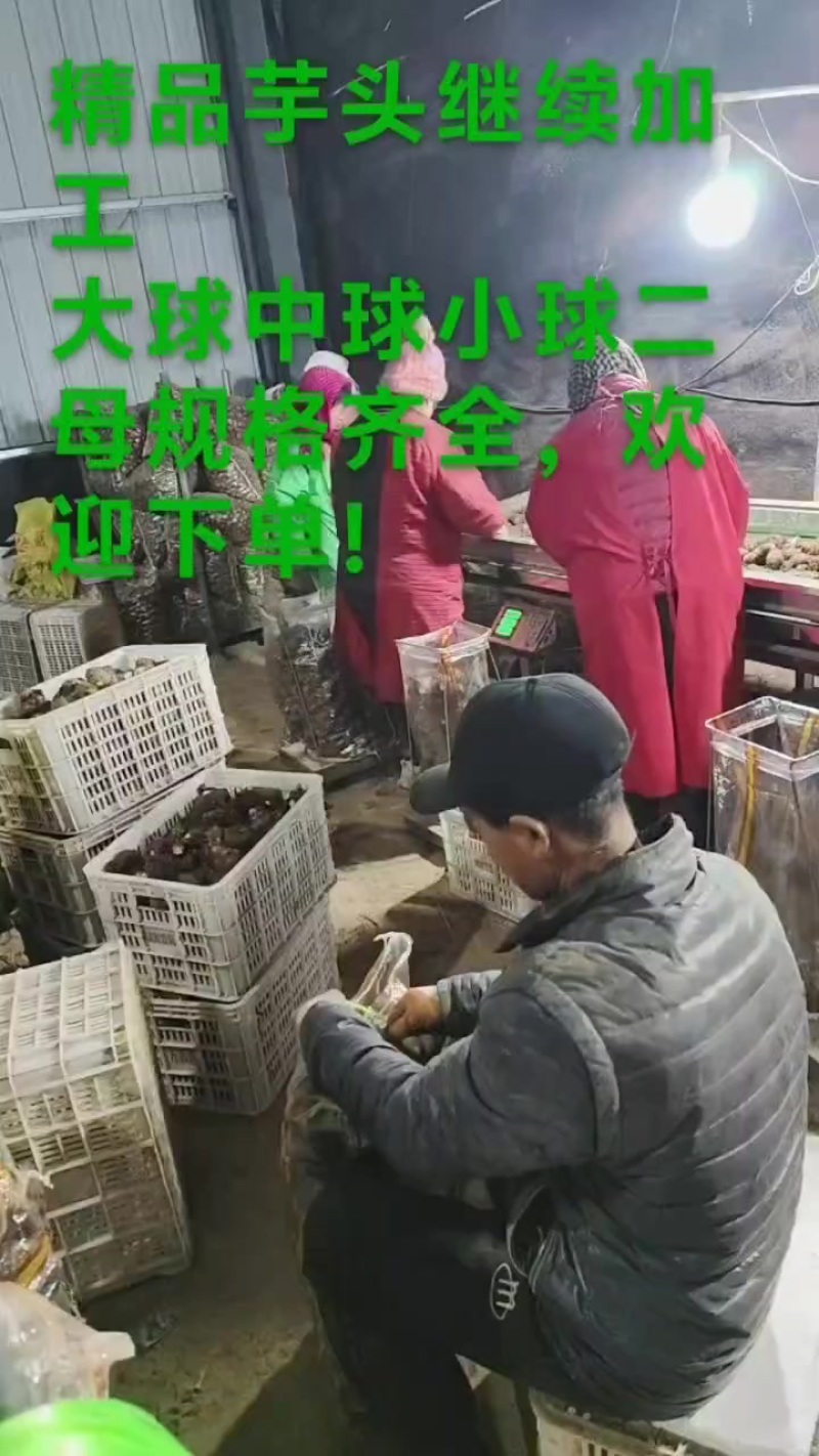大家好，今日芋头几车大球1.3中球1.2