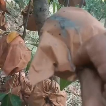 金凌晚毛蟠，黄毛蟠黄金蟠桃