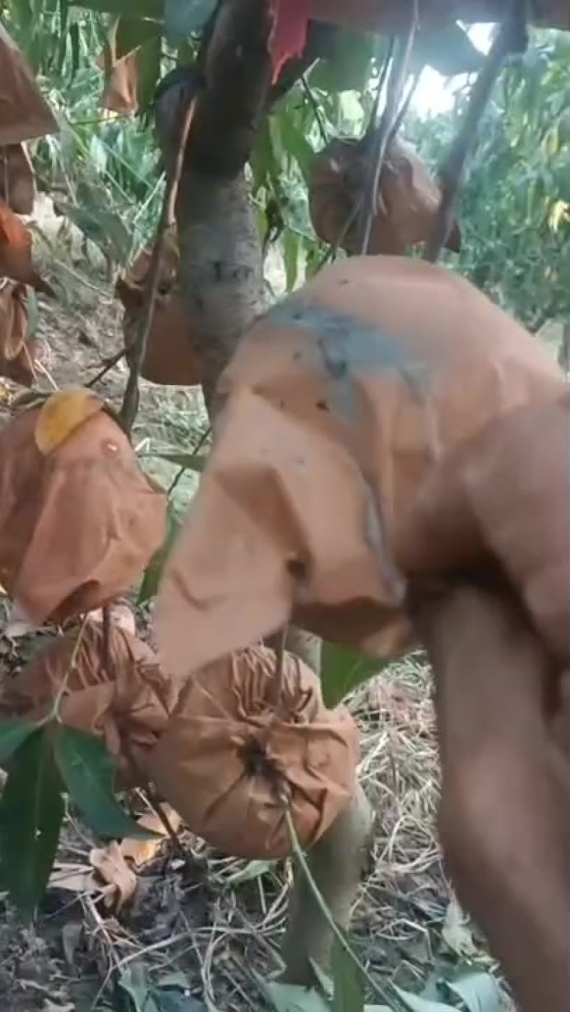 金凌晚毛蟠，黄毛蟠黄金蟠桃