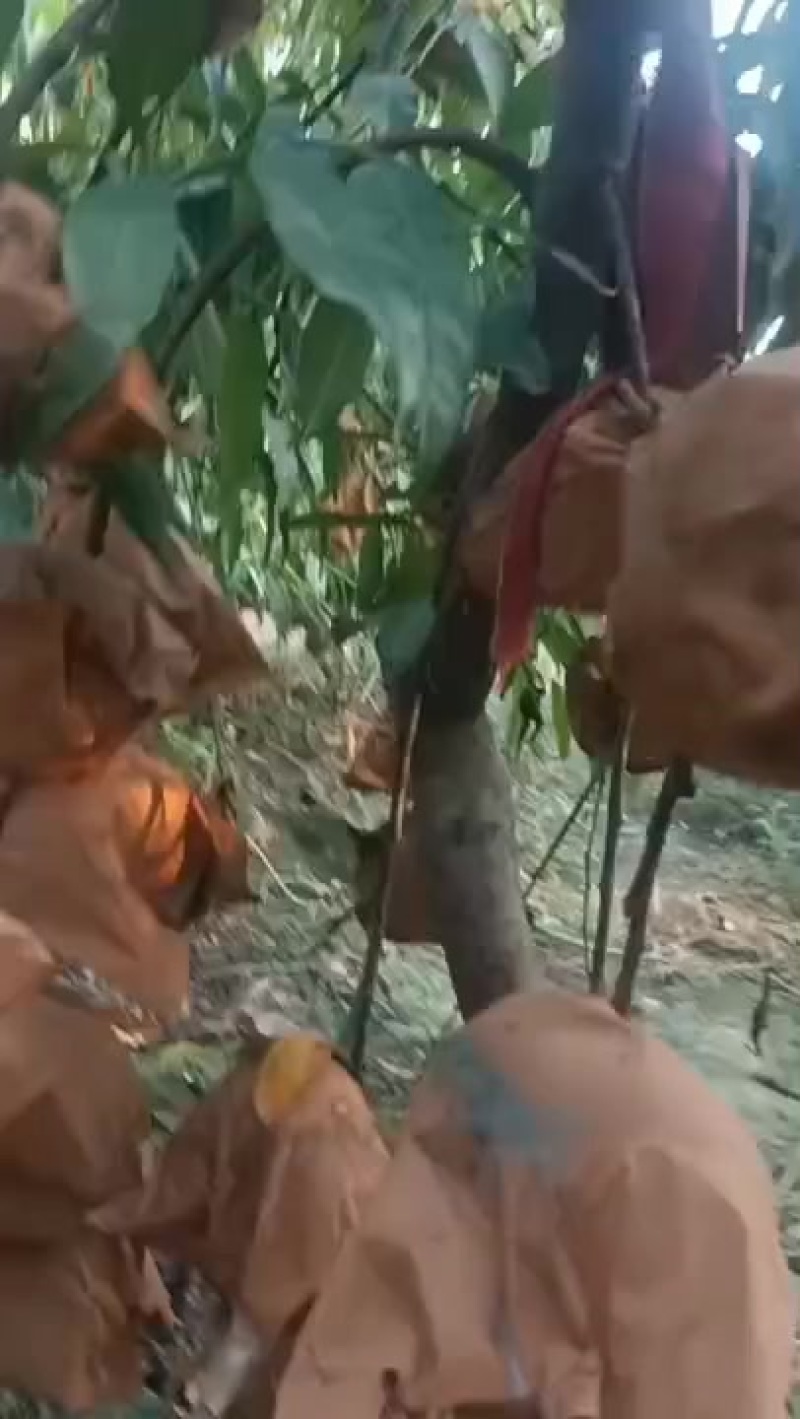 金凌晚毛蟠，黄毛蟠黄金蟠桃