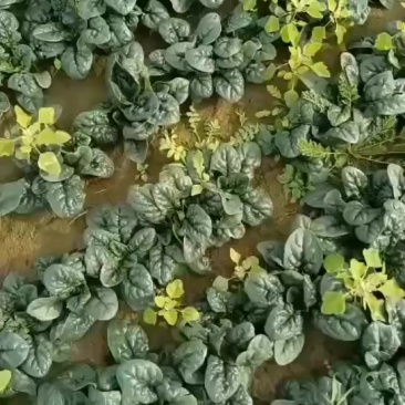 趴地菠菜精品