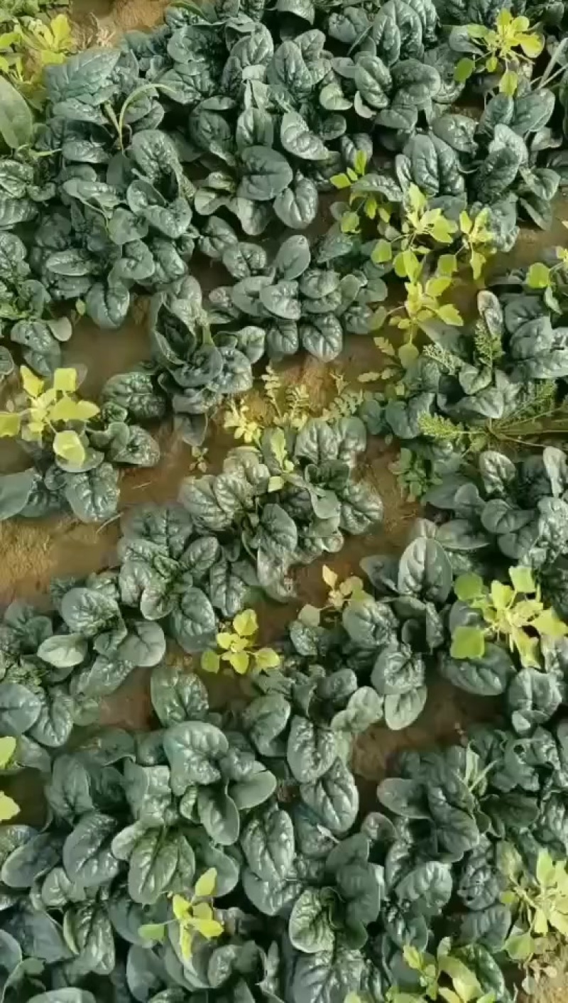 趴地菠菜精品