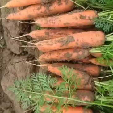 新鲜胡萝卜，脆甜可口，营养丰富，健康美味，尽在您的餐桌！