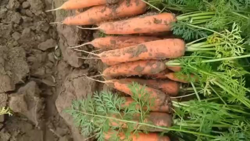 新鲜胡萝卜，脆甜可口，营养丰富，健康美味，尽在您的餐桌！