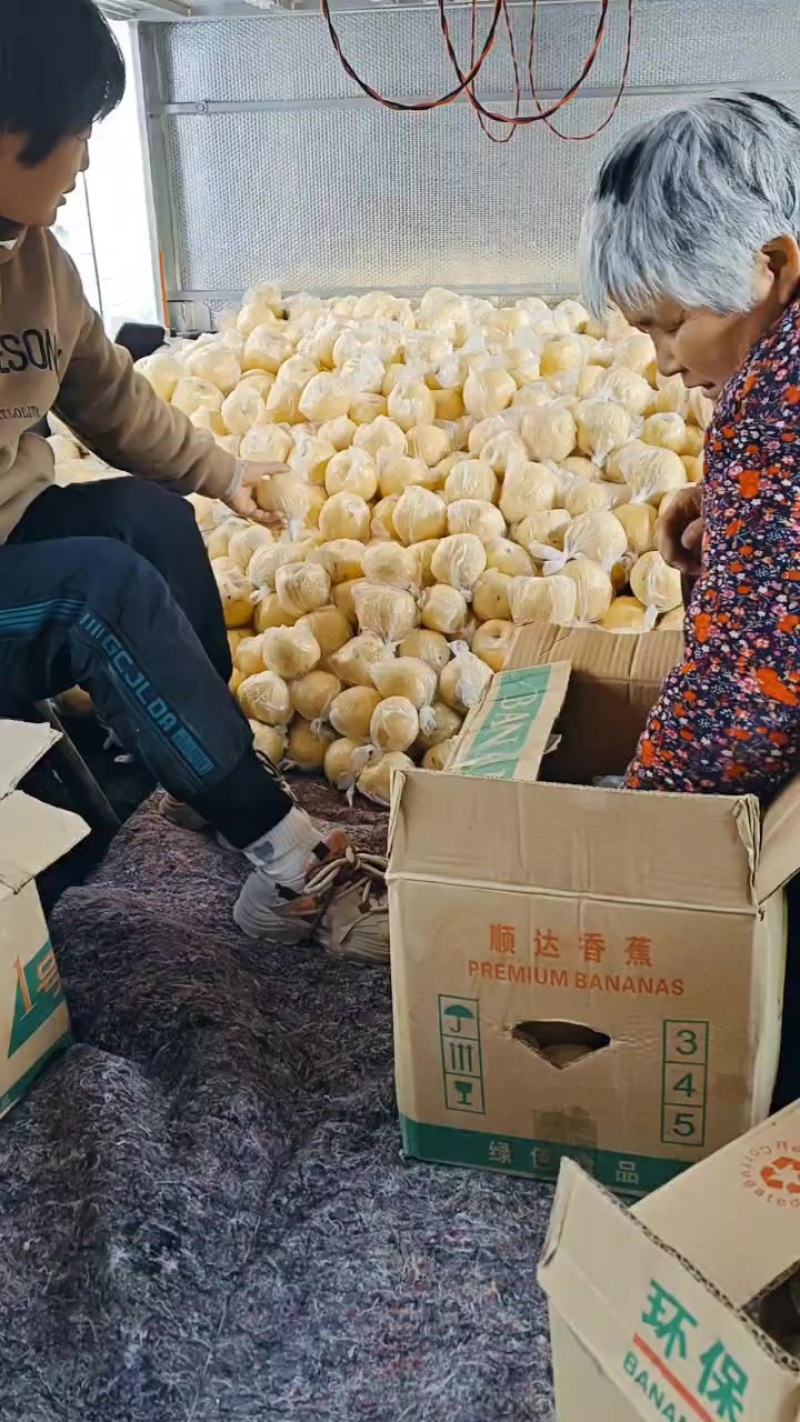 陕西超甜酥梨基地**价格低迷，货源充足。信誉果业热烈欢迎