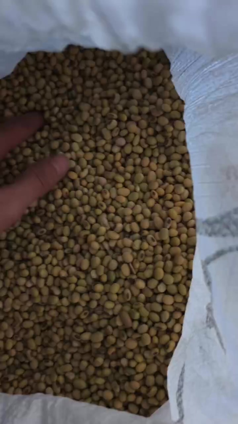 黄豆，优质黄豆，