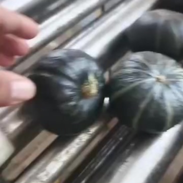 两广地区的贝贝南瓜，品质佳，皮毛亮