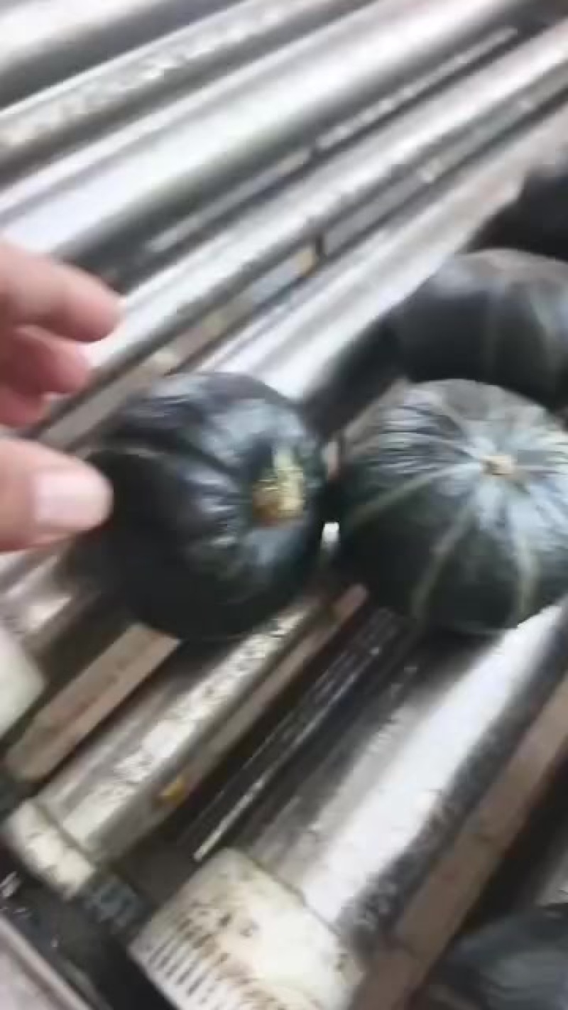 两广地区的贝贝南瓜，品质佳，皮毛亮