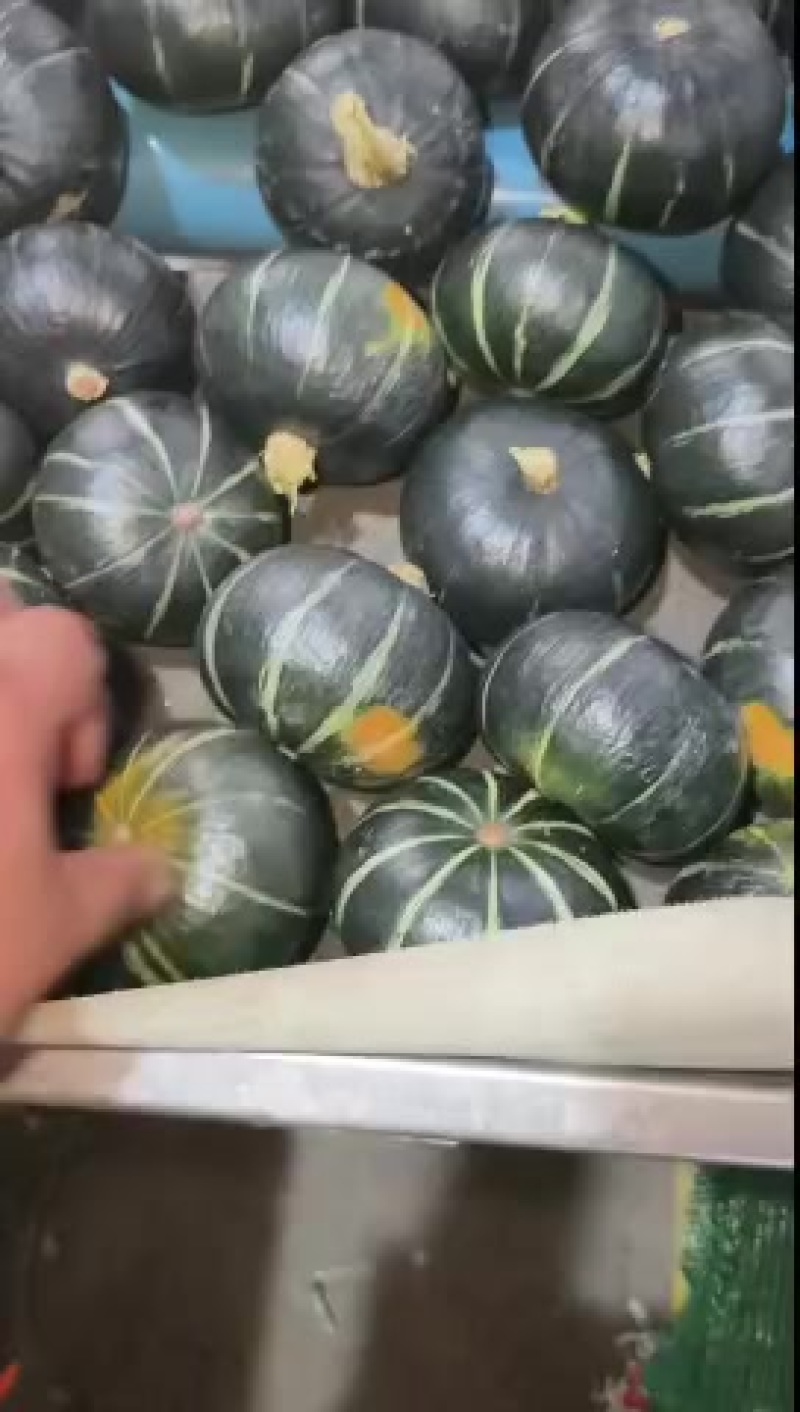 两广地区的贝贝南瓜，品质佳，皮毛亮