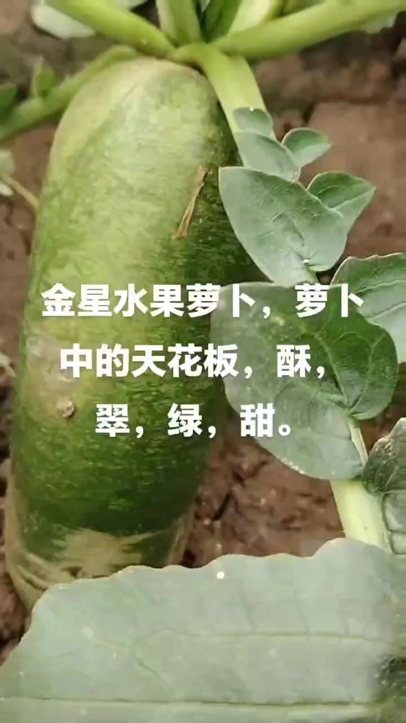 沙窝萝卜中的天花板金星萝卜