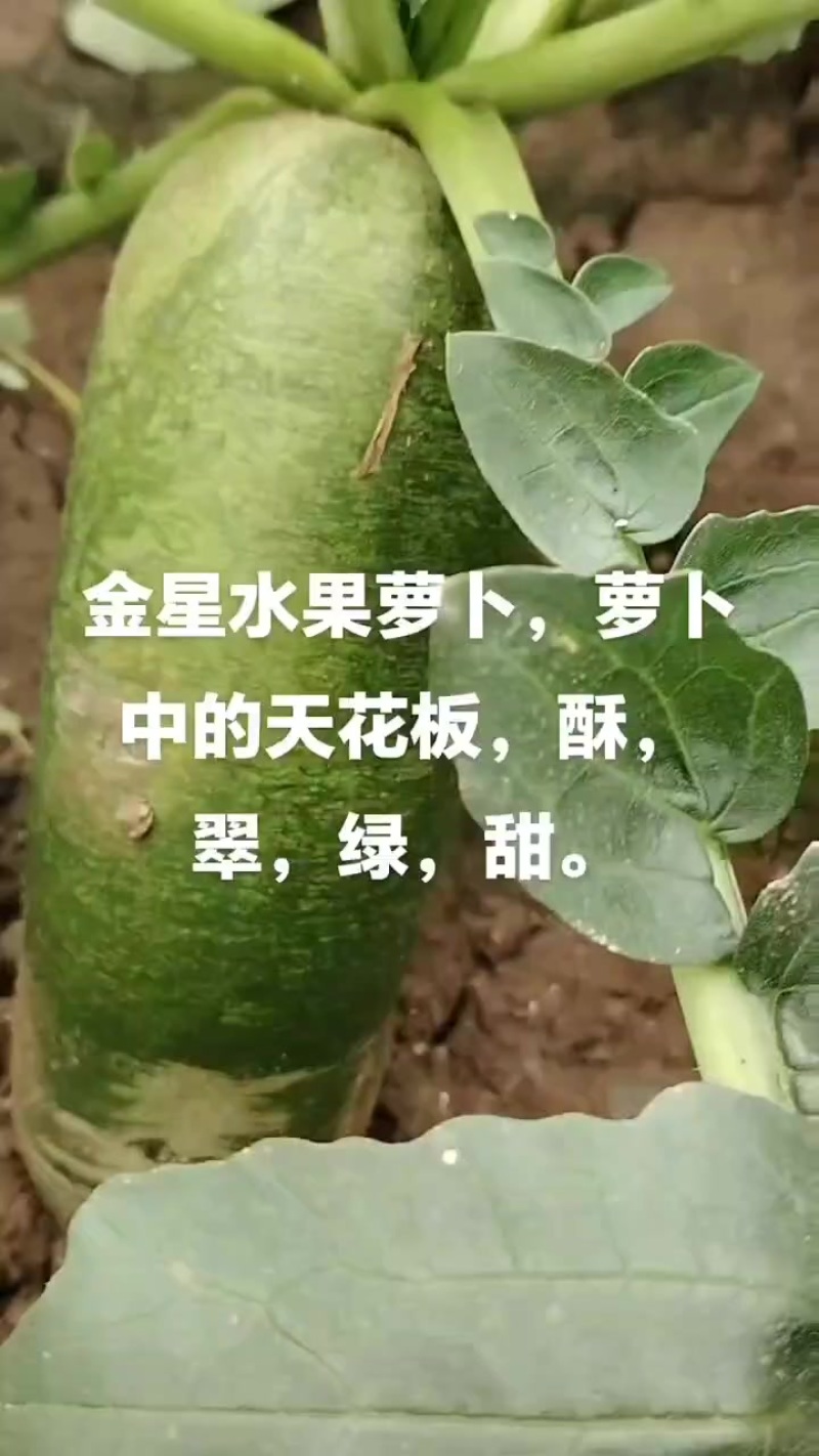 沙窝萝卜中的天花板金星萝卜