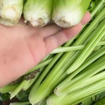大棚芹菜大量现货供应
