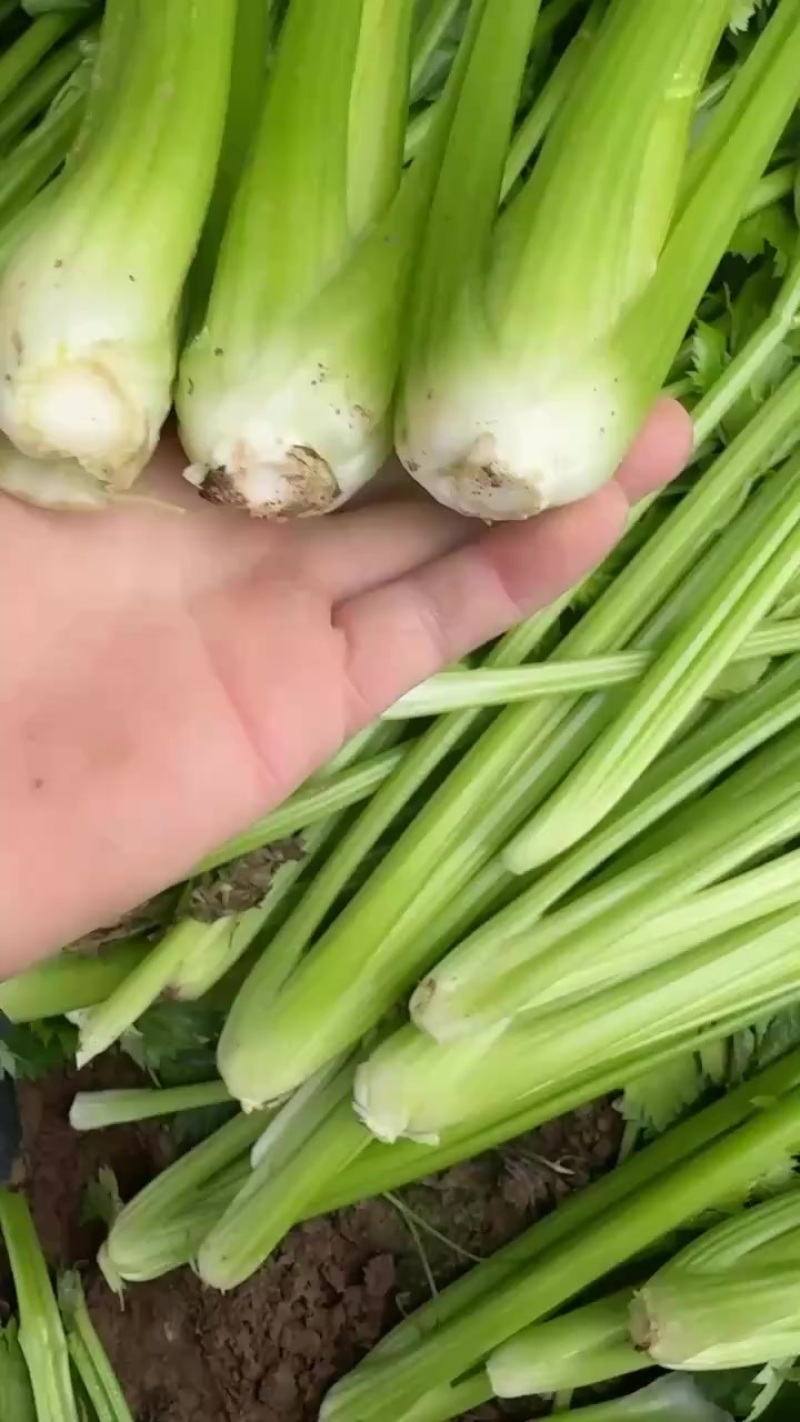 大棚芹菜大量现货供应