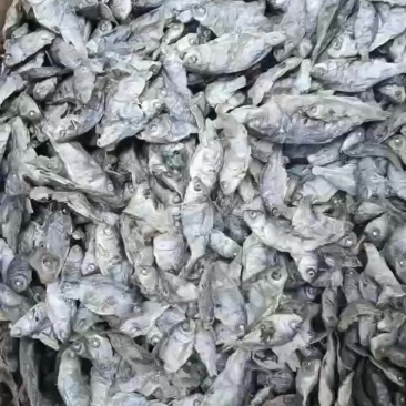 水煮鲫鱼价格便宜