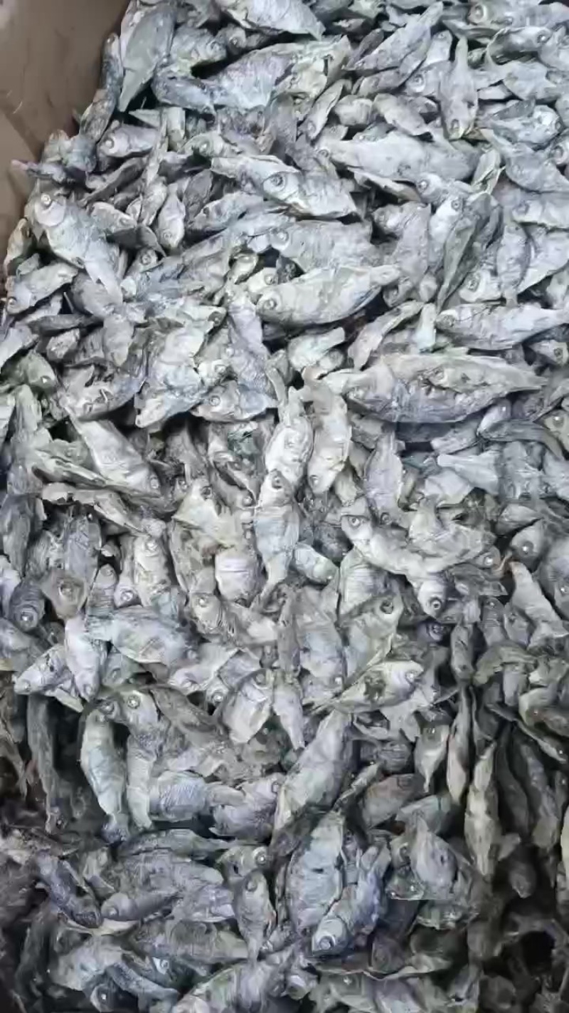 水煮鲫鱼价格便宜