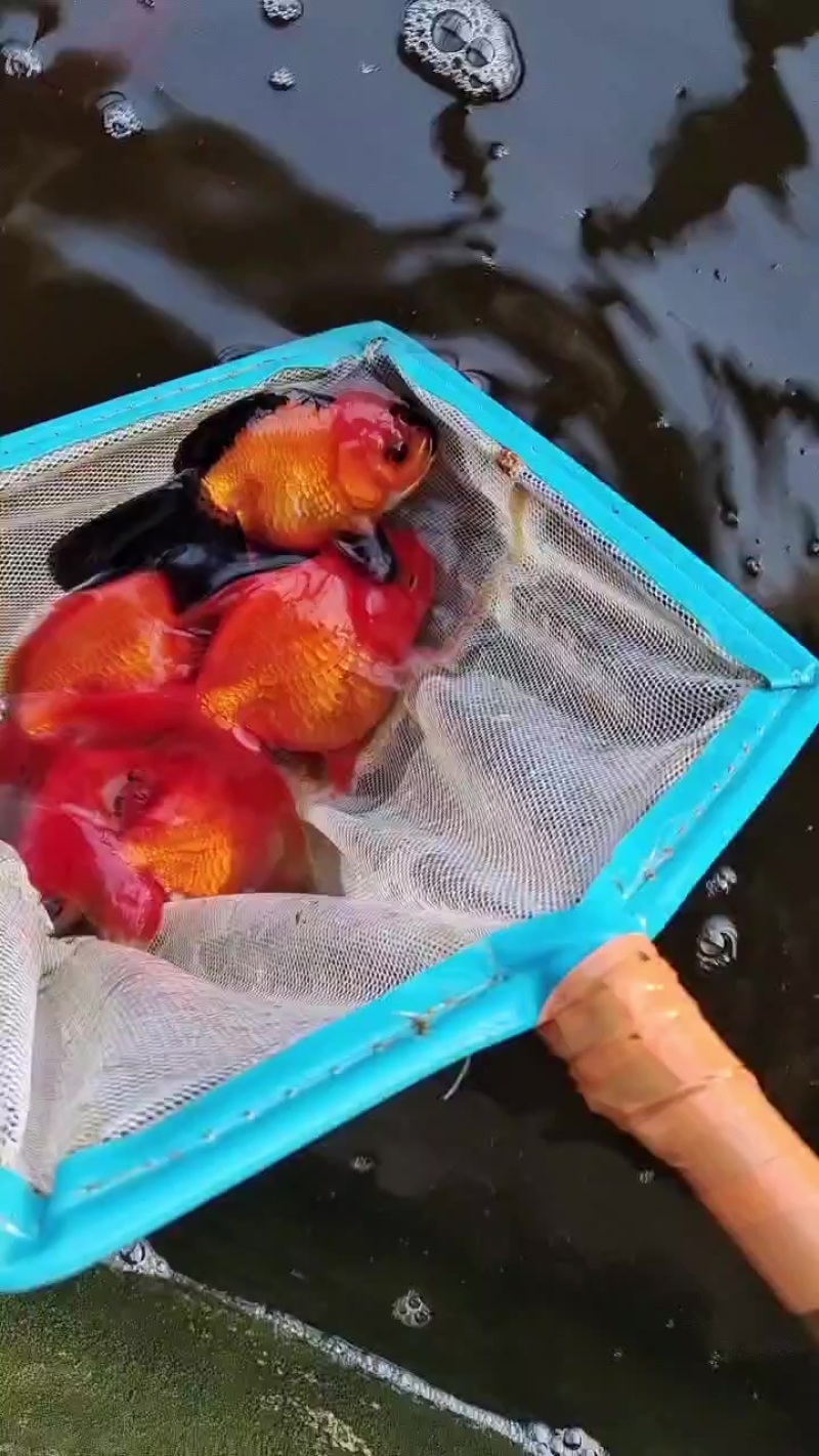 观赏鱼