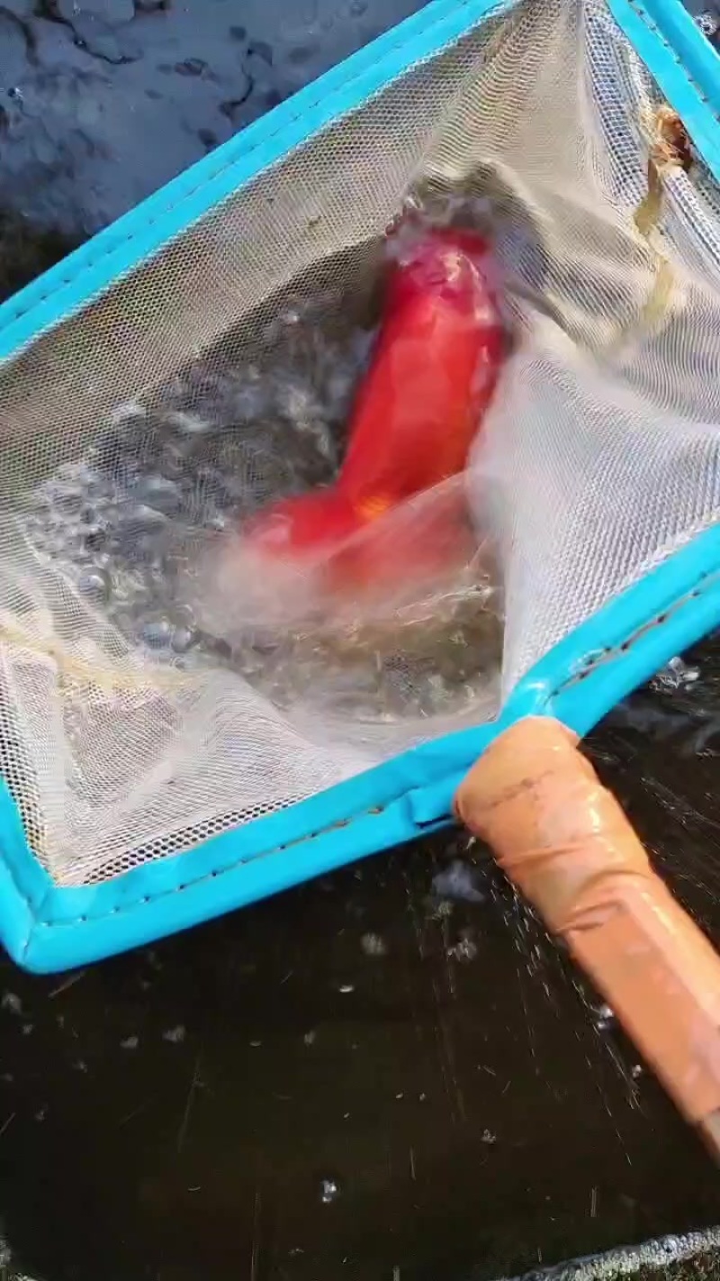 观赏鱼