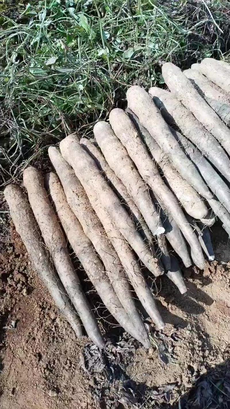 广西黑鬼山药，产地直发，一手货，不经过中介，价钱优惠，