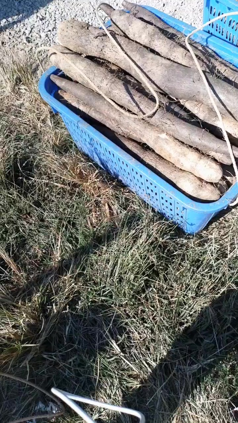 广西黑鬼山药，产地直发，一手货，不经过中介，价钱优惠，