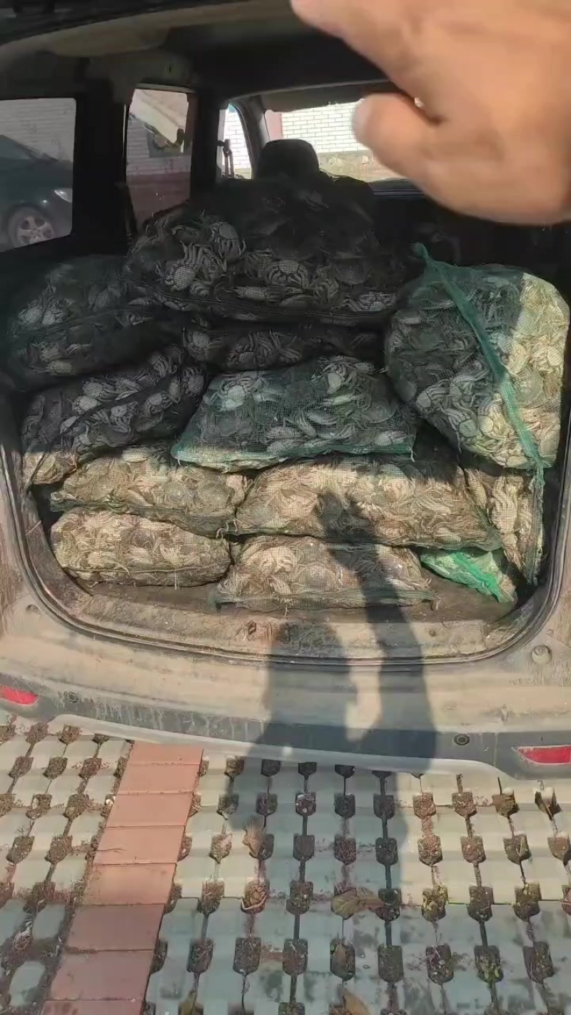 河蟹批发零售