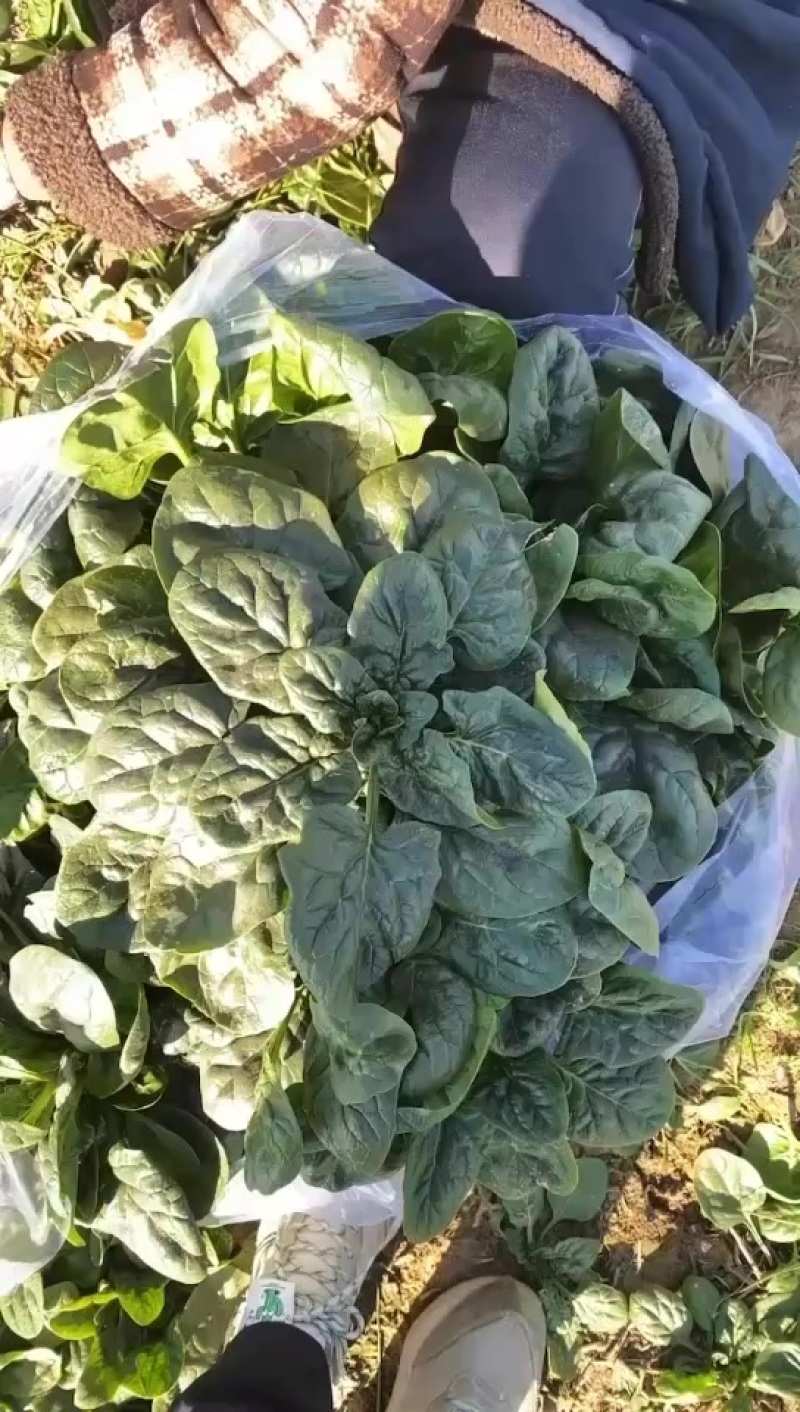 趴地菠菜大量有货