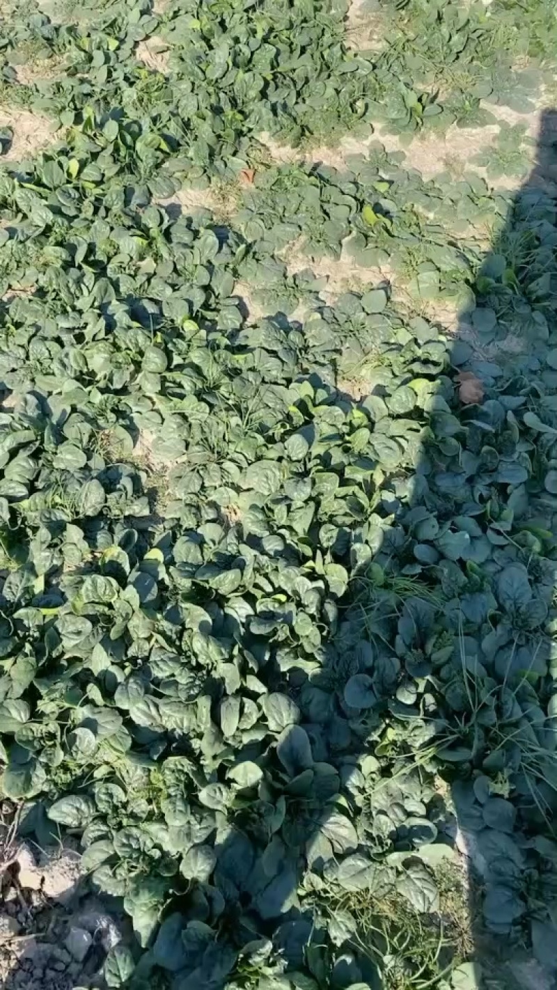 趴地菠菜大量有货