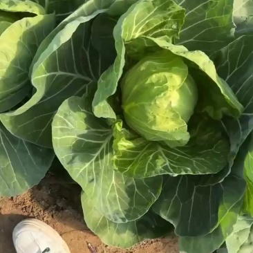 大棚种植宣甘蓝软甘蓝圆白菜大头菜个头均匀颜色好看
