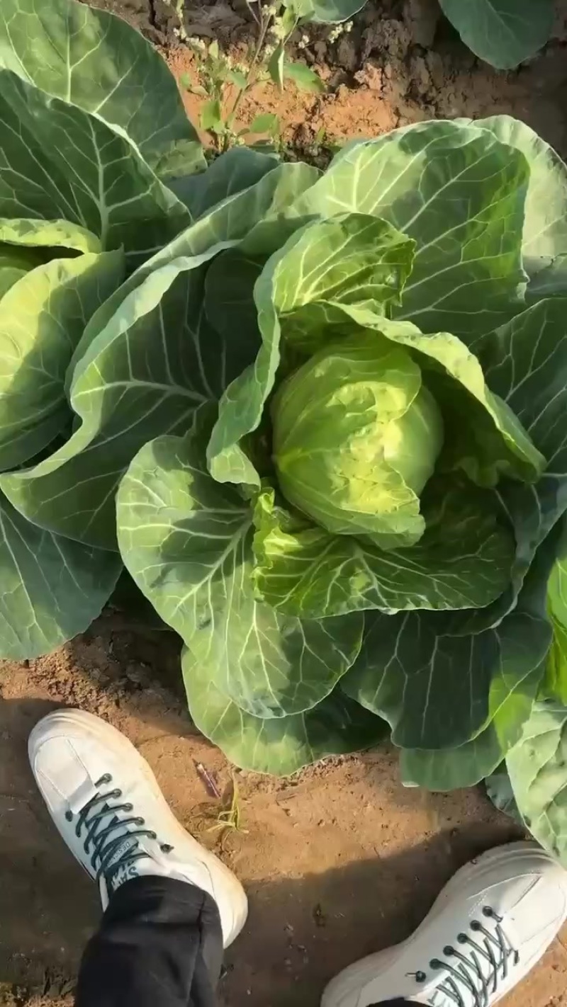 大棚种植宣甘蓝软甘蓝圆白菜大头菜个头均匀颜色好看