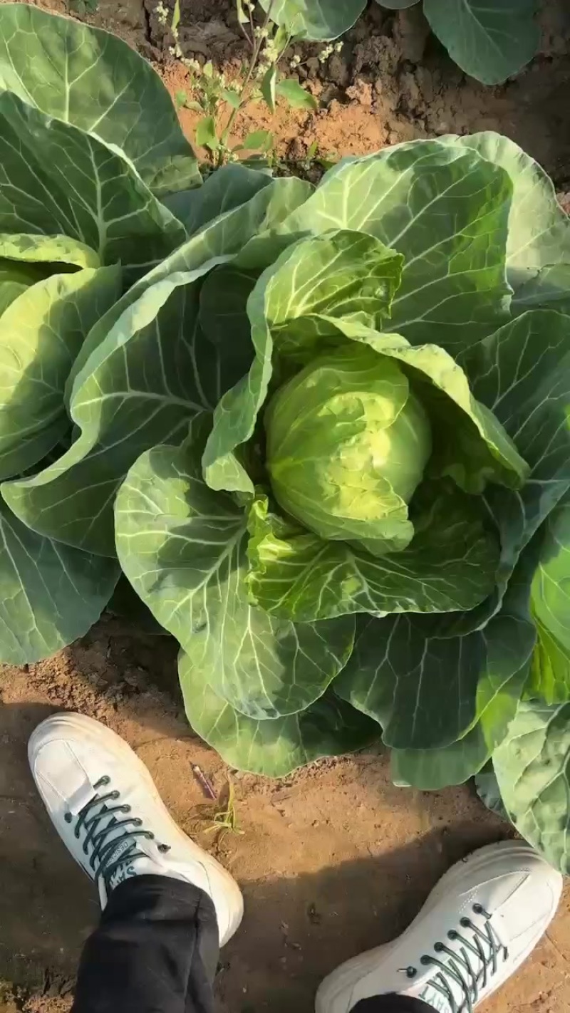 大棚种植宣甘蓝软甘蓝圆白菜大头菜个头均匀颜色好看