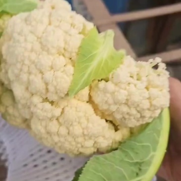 精品有机花菜大量现货供应