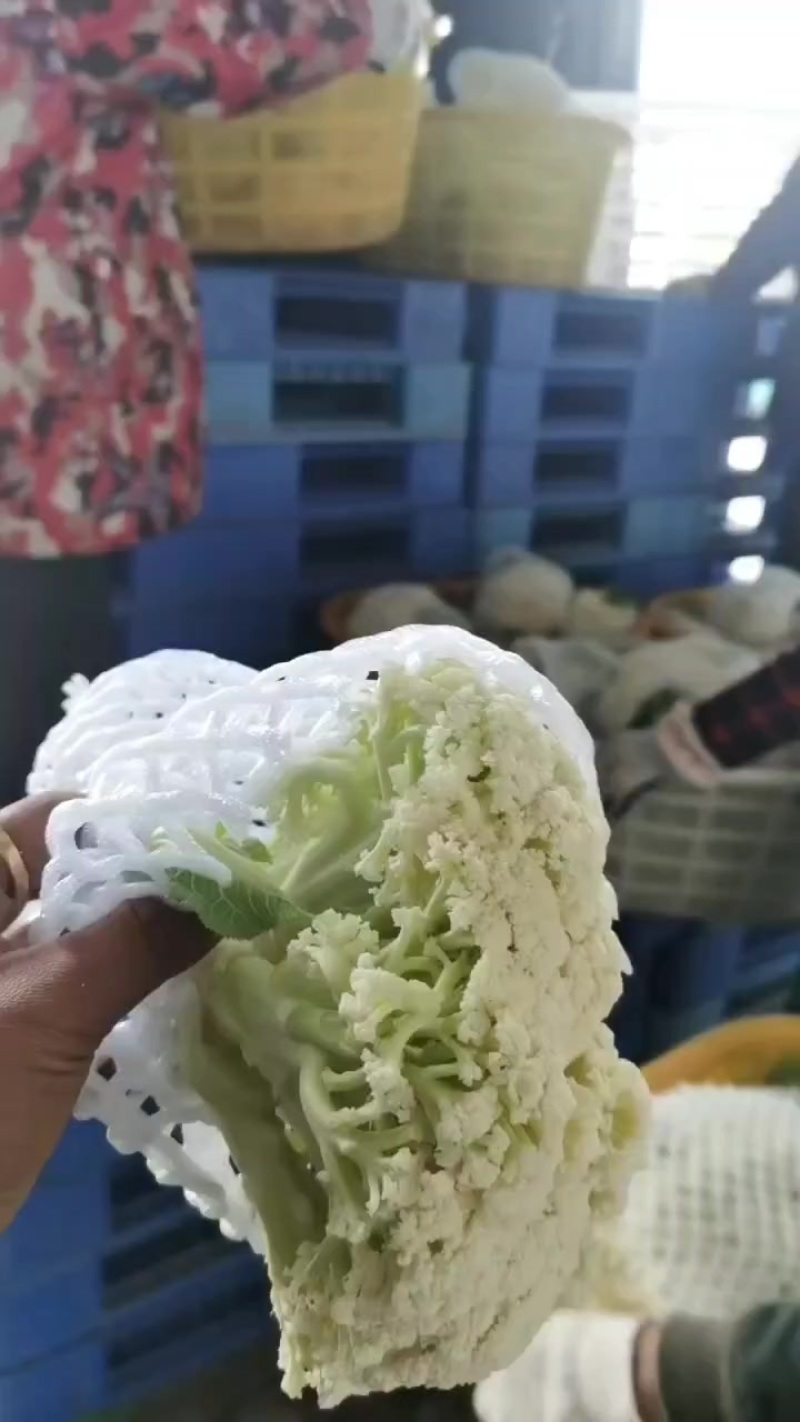 精品有机花菜大量现货供应