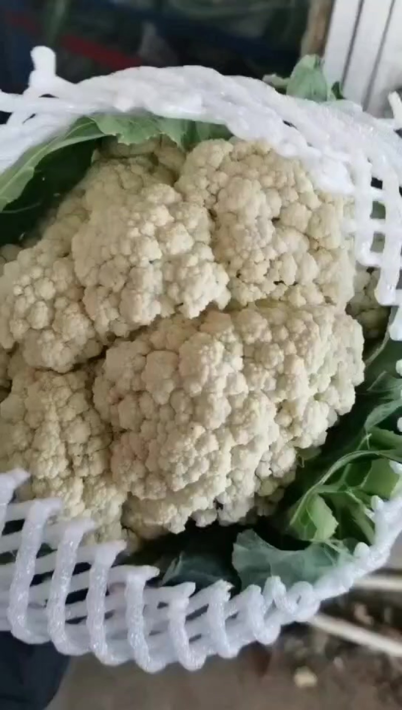 精品有机花菜大量现货供应