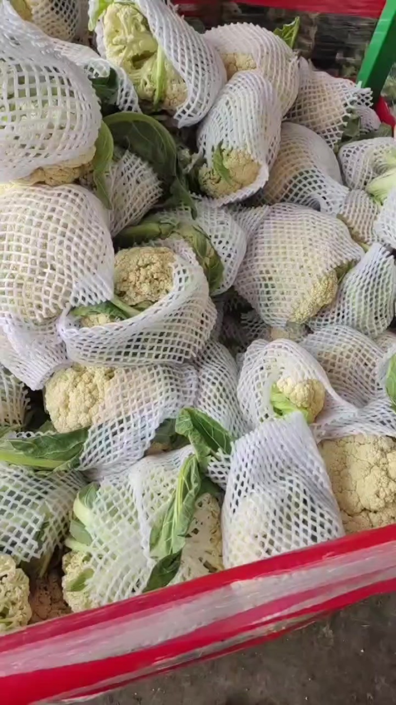 精品有机花菜大量现货供应