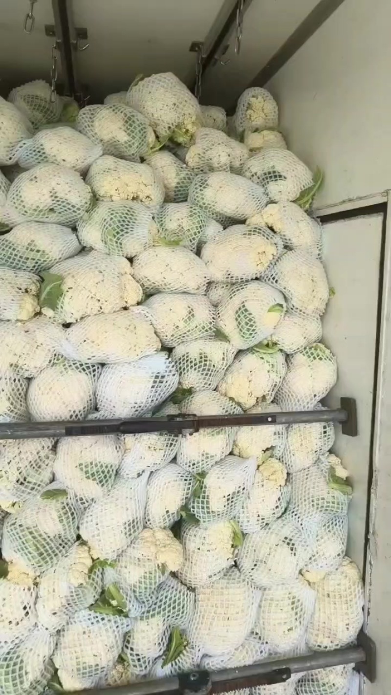 精品有机花菜大量现货供应