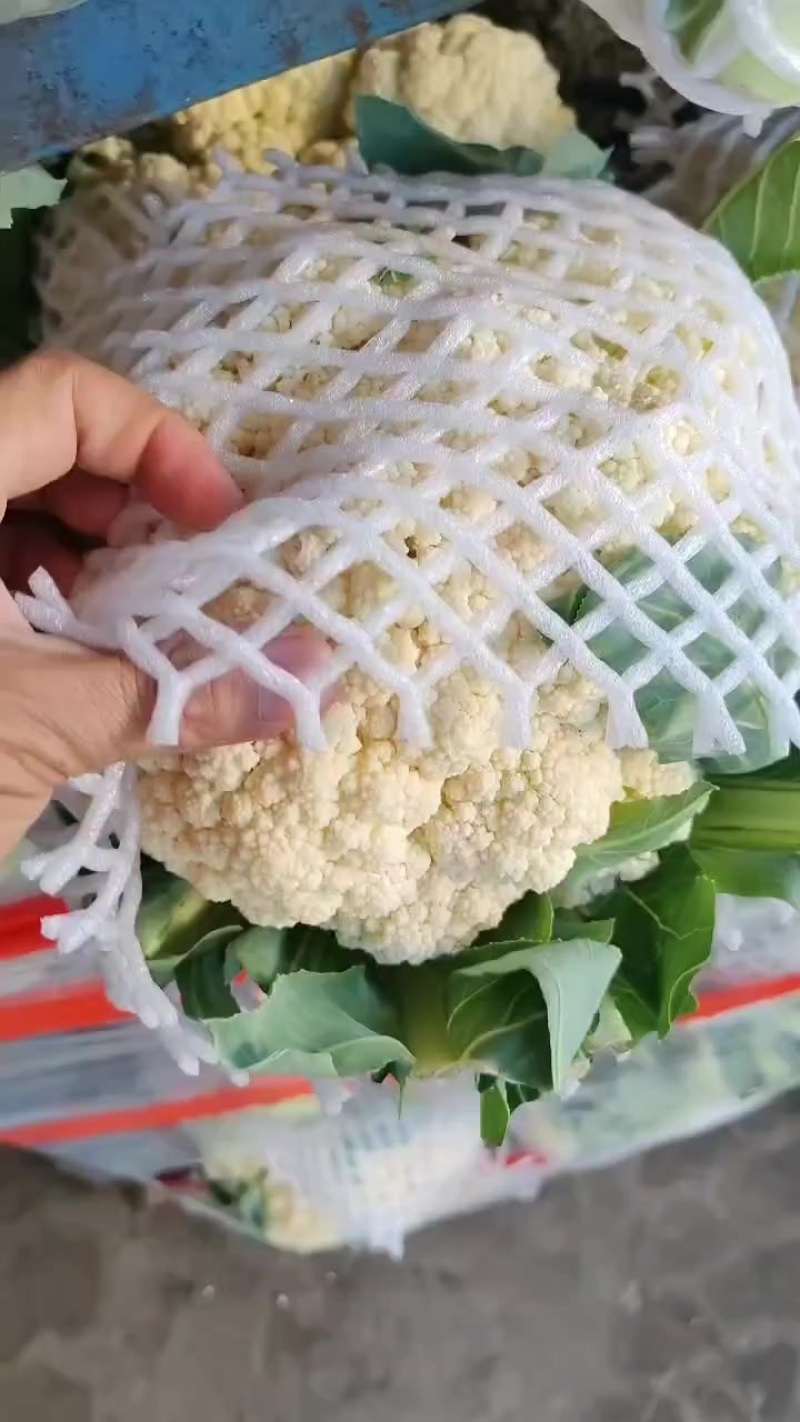 精品有机花菜大量现货供应