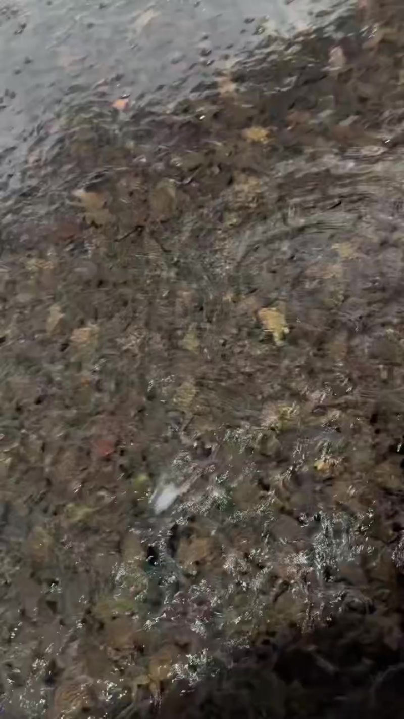 东北林蛙活体