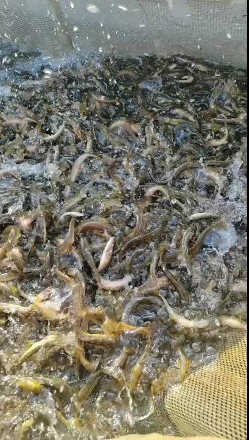 东北林蛙活体