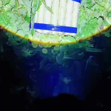 宿州埇桥区莴笋上市了