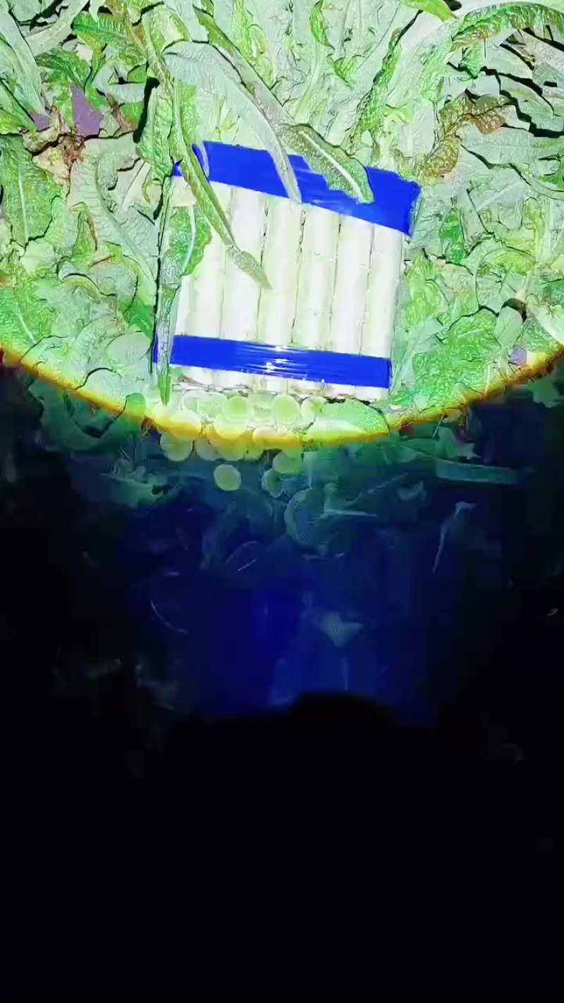 宿州埇桥区莴笋上市了