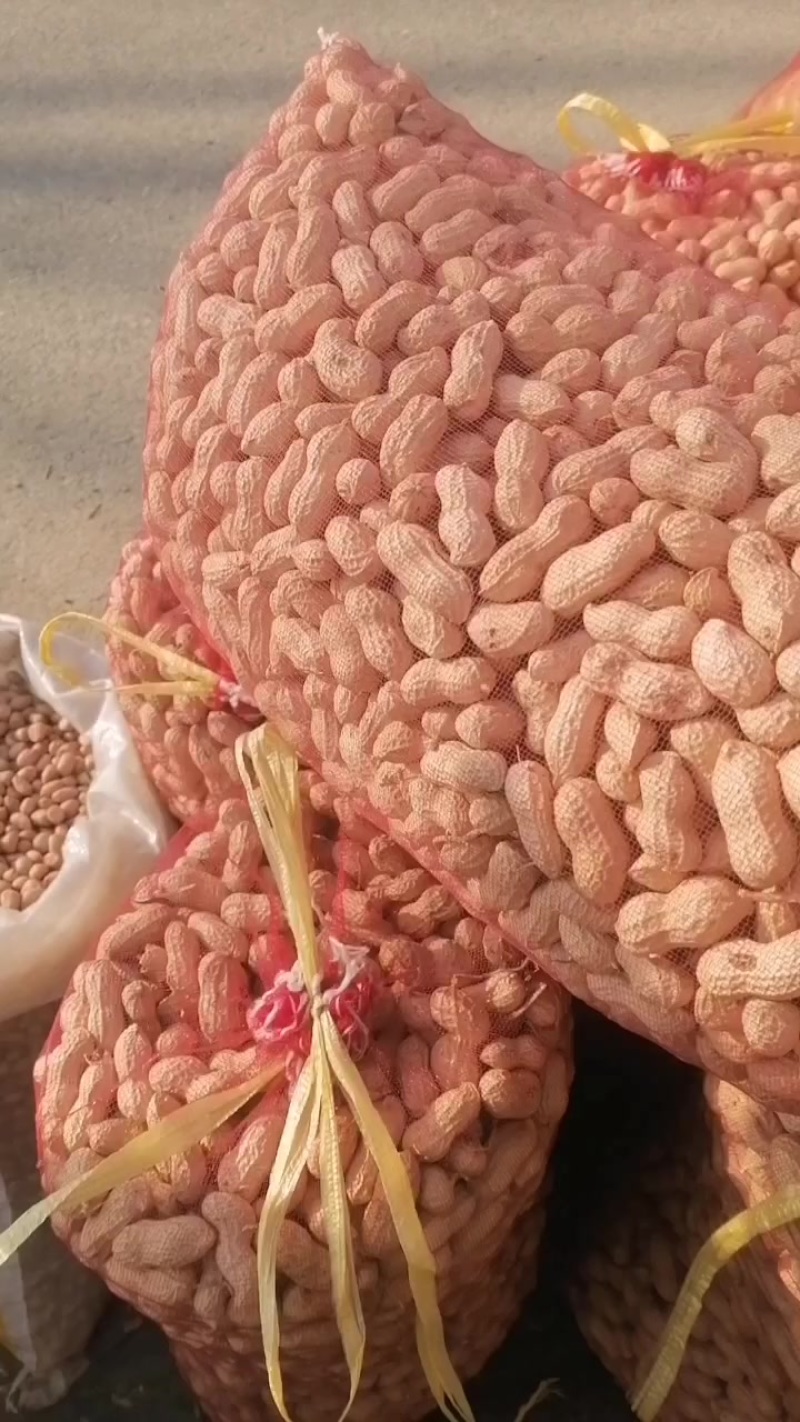 精品鲁花带壳干花生