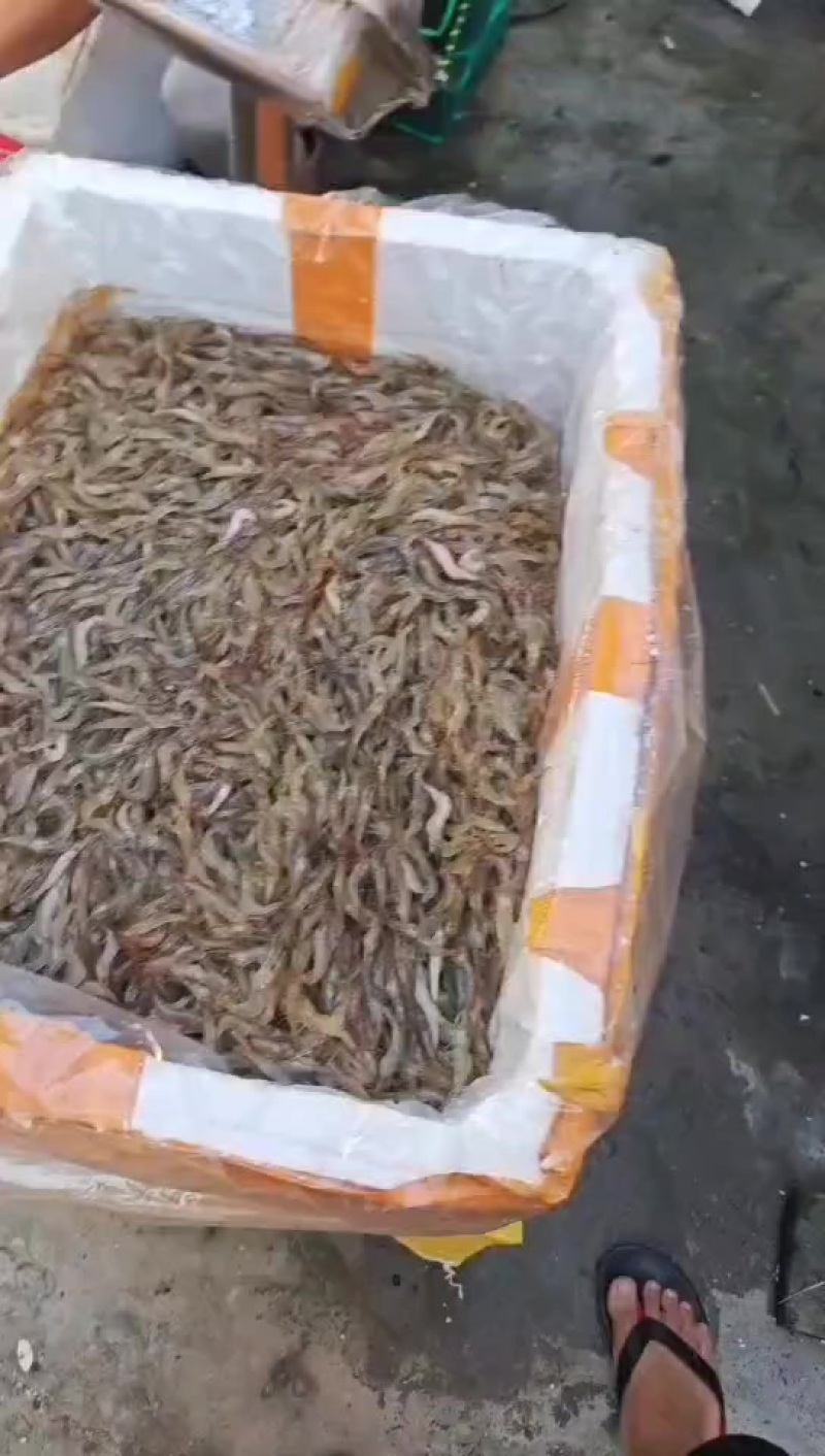 河虾鲜活打包，大量有货，大量现货。
