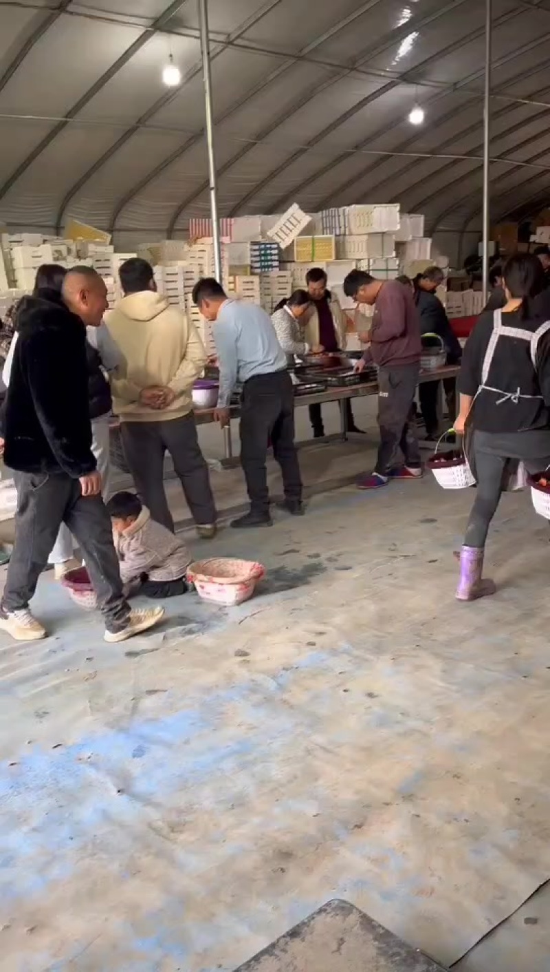 红颜草莓大量供应，对接供应链，商场，市场