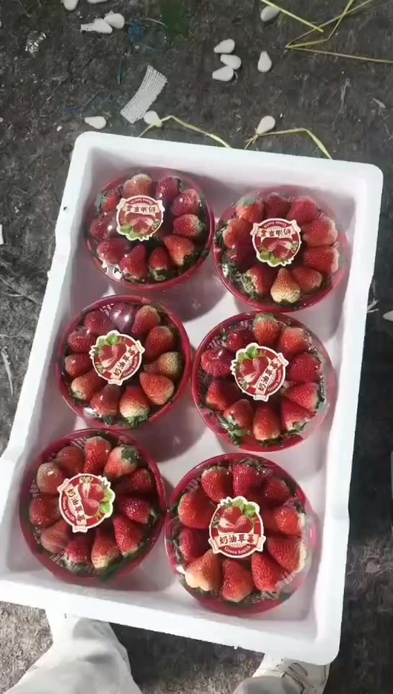 红颜草莓大量供应，对接供应链，商场，市场