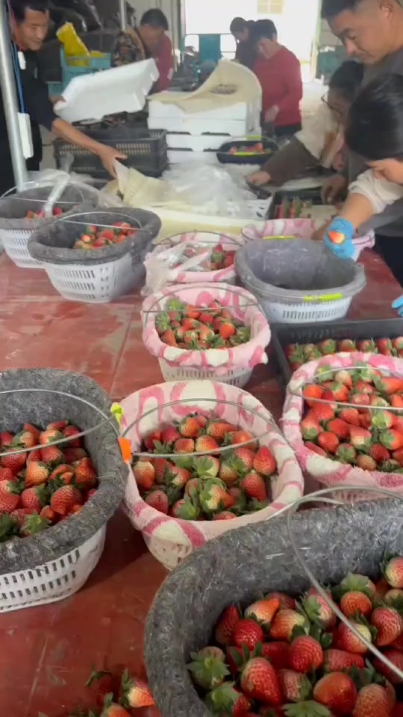 红颜草莓大量供应，对接供应链，商场，市场